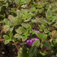 Osbeckia walkeri Arn.